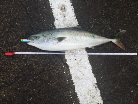 ショアプラッキングにて