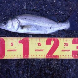 早起きした日は。