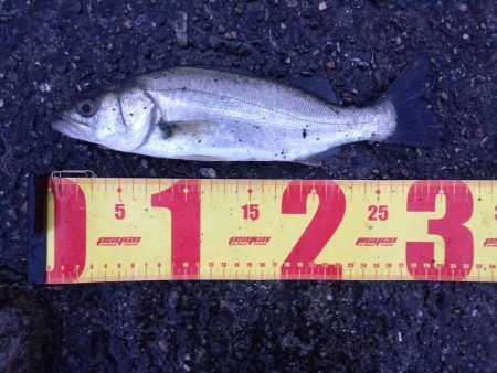 早起きした日は。