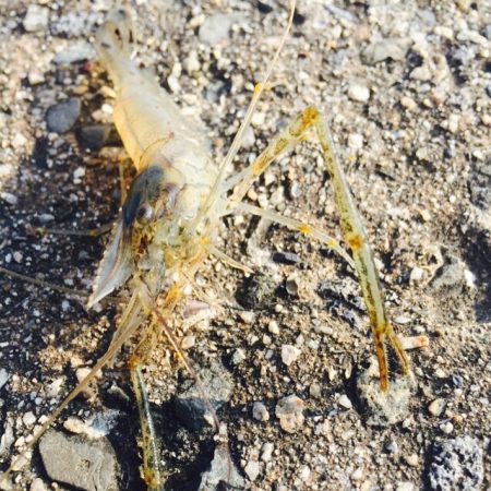 快適なテナガエビ〜♪