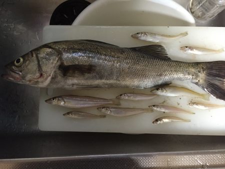 嫁の産後解禁釣行