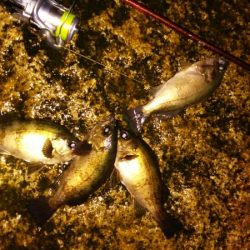 爆風梅雨メバル！