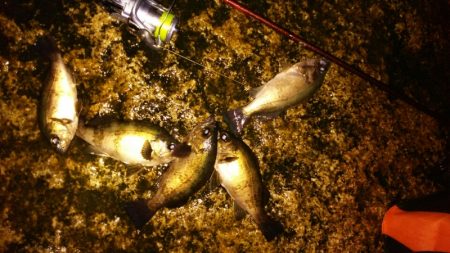 爆風梅雨メバル！