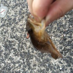 ハゼリング！？