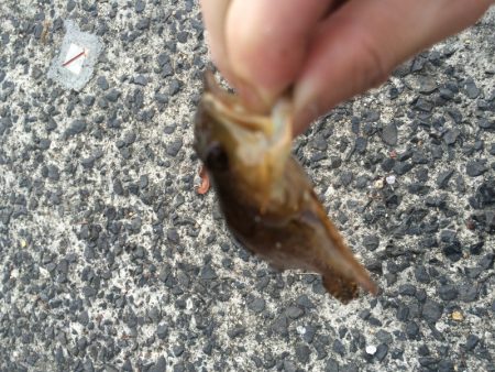 ハゼリング！？