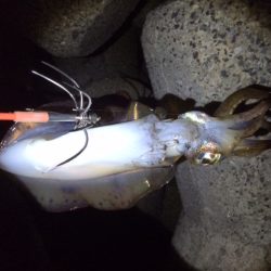 雨後エギングは・・・