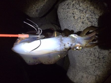 雨後エギングは・・・