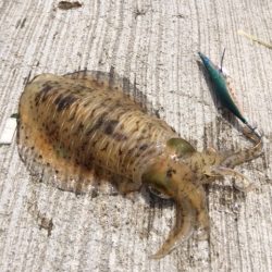 サイズが出ない・・・