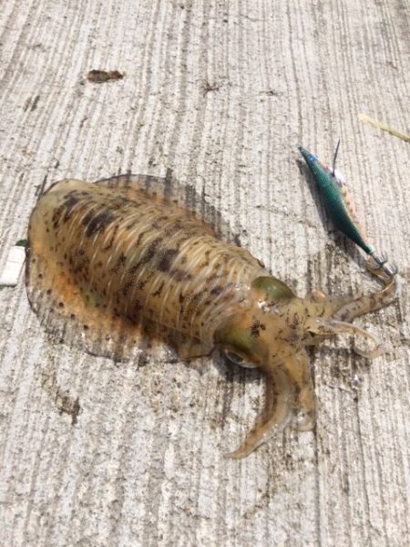 サイズが出ない・・・