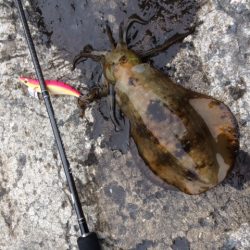 またまた新子サイズ( ;∀;)