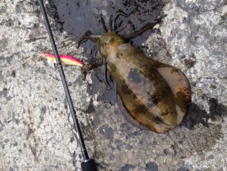 またまた新子サイズ( ;∀;)