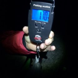 夏イカ？初盤戦