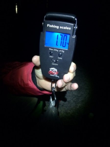 夏イカ？初盤戦