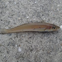 いざキス釣りへ！！