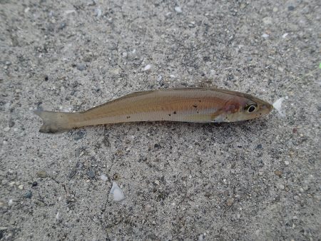 いざキス釣りへ！！