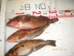 姫路市立遊魚センター 探り釣りでアコウ