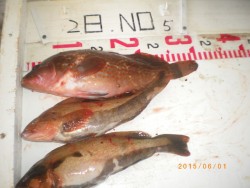 姫路市立遊魚センター 探り釣りでアコウ