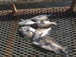 尼崎市立魚つり公園 落とし込みのチヌが絶好調でした！