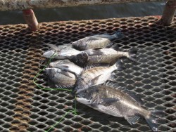 尼崎市立魚つり公園 落とし込みのチヌが絶好…