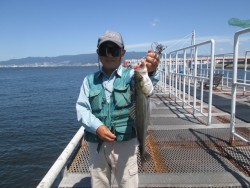 尼崎市立魚つり公園 ズボ釣りで良型キビレ