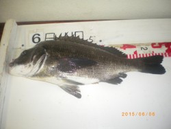 姫路市立遊漁センター　探り釣りで魚種多彩に…