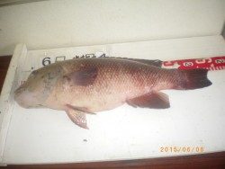 姫路市立遊漁センター　探り釣りで魚種多彩に楽しめる