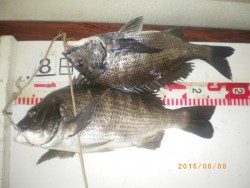 探り釣りでチヌ・ハネ、他