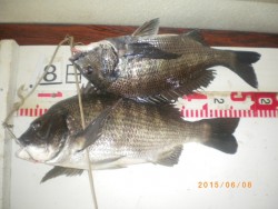 探り釣りでチヌ・ハネ、他