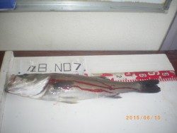 探り釣りでチヌ・ハネ、他