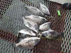 尼崎市立魚つり公園　チヌ絶好調