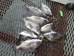 尼崎市立魚つり公園　チヌ絶好調