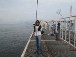 サビキ釣りで釣果が出るようになってきました！尼崎市立魚つり公園