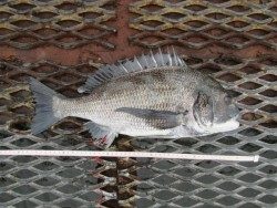 尼崎市立魚つり公園　チヌの活性高いです！