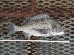 尼崎市立魚つり公園　チヌの活性高いです！
