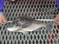 尼崎市立魚つり公園　サビキでキビレほか