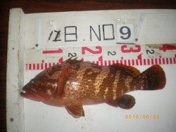 姫路市立遊魚センター　探り釣りでアイナメ、他