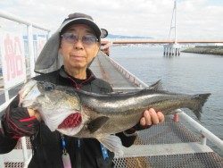尼崎市立魚つり公園　エビ撒き釣りでスズキ66cm