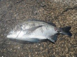 ナイスサイズのチヌ！和歌山北港魚つり公園