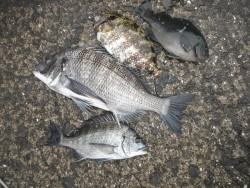 和歌山北港魚つり公園　チヌ好調