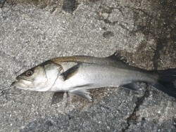 17日　北港魚つり公園 でハネ42cm