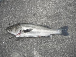 和歌山北港魚つり公園　スズキ61cm
