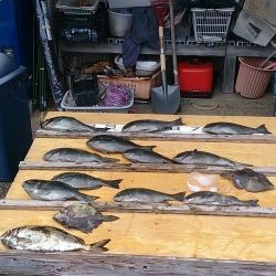 大イナヤでグレ好調