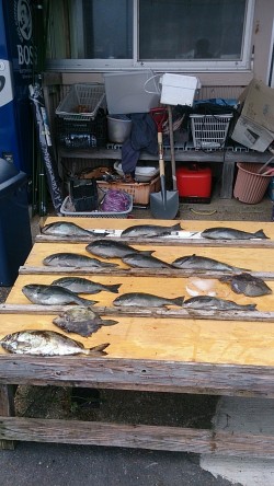 大イナヤでグレ好調