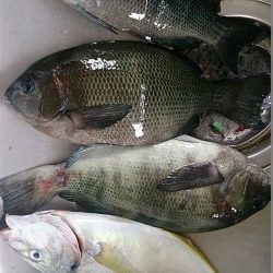 大イナヤでグレ好調