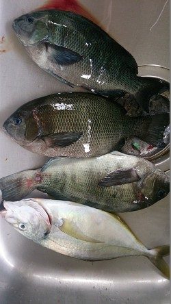 大イナヤでグレ好調