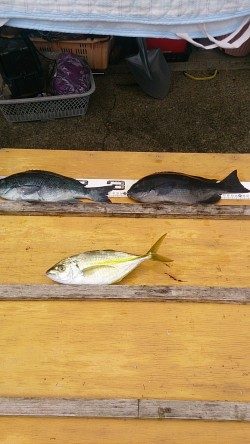 小イナヤでグレ、シマアジ