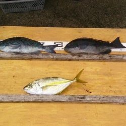 小イナヤでグレ、シマアジ