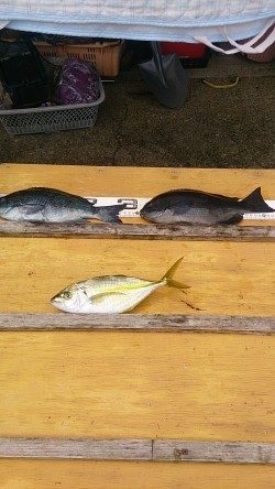 小イナヤでグレ、シマアジ