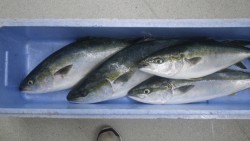 小石の鼻にてルアー釣り