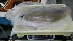 富田地磯のアオリイカ釣果、2.97ｋｇ！！…